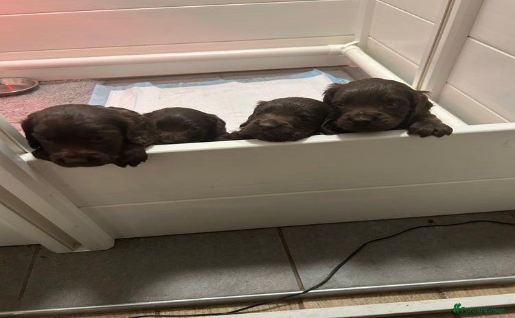 Cocker Spaniel dogs for sale - Advert 1