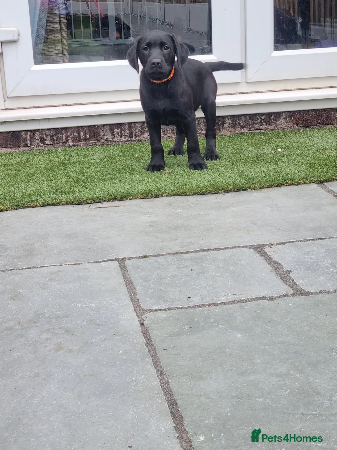 Labrador Retriever dogs for sale: KC BLACK LABRADOR PUPPIES - Advert 2
