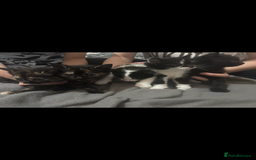 Bengal cats for sale: 4 bengals 2 black/white ready in time for  **   - Advert 2