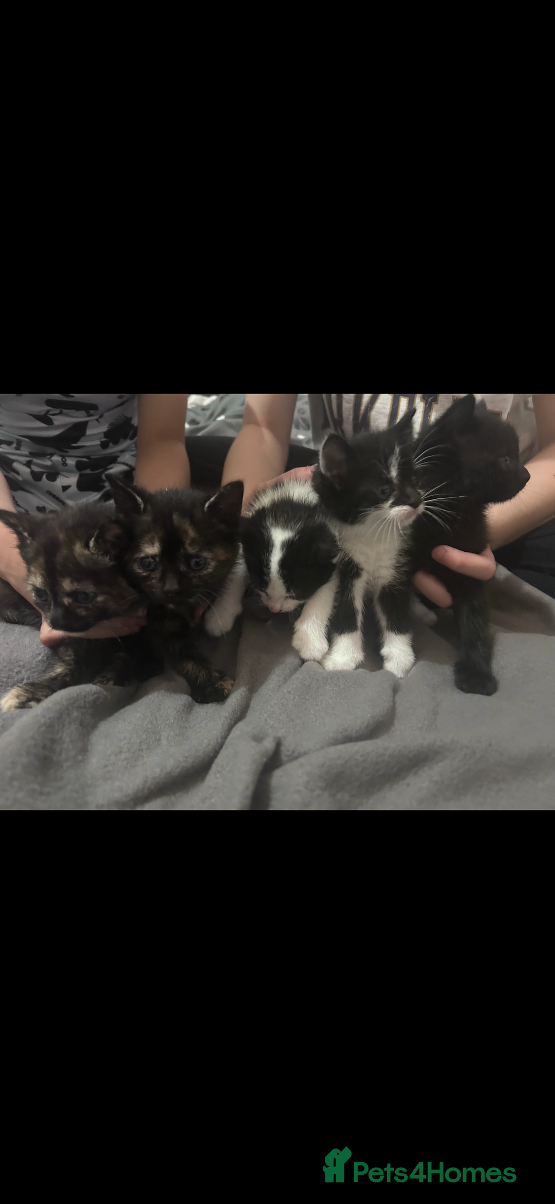 Bengal cats for sale: 4 bengals 2 black/white ready in time for  **   - Advert 2