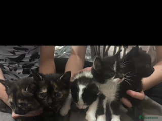 Bengal cats 4 bengals 2 black/white ready in time for ** - Advert 2