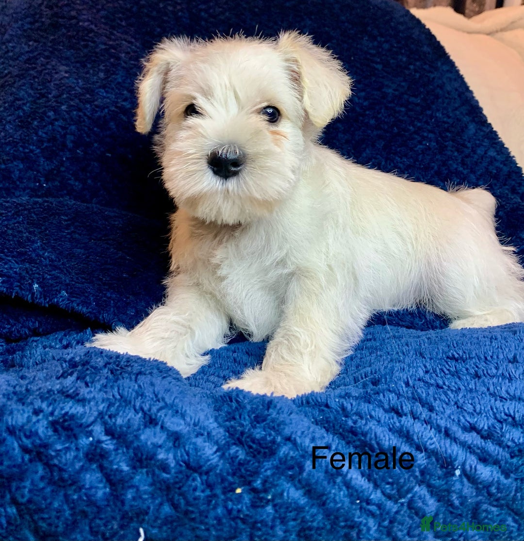 Miniature Schnauzer dogs for sale: Kc Reg-health Tested white Male 1st Quality  - Image 4