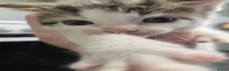 British Shorthair cats for sale: 1 boy tabby and 1 girl more white and abit tabby - Advert 9