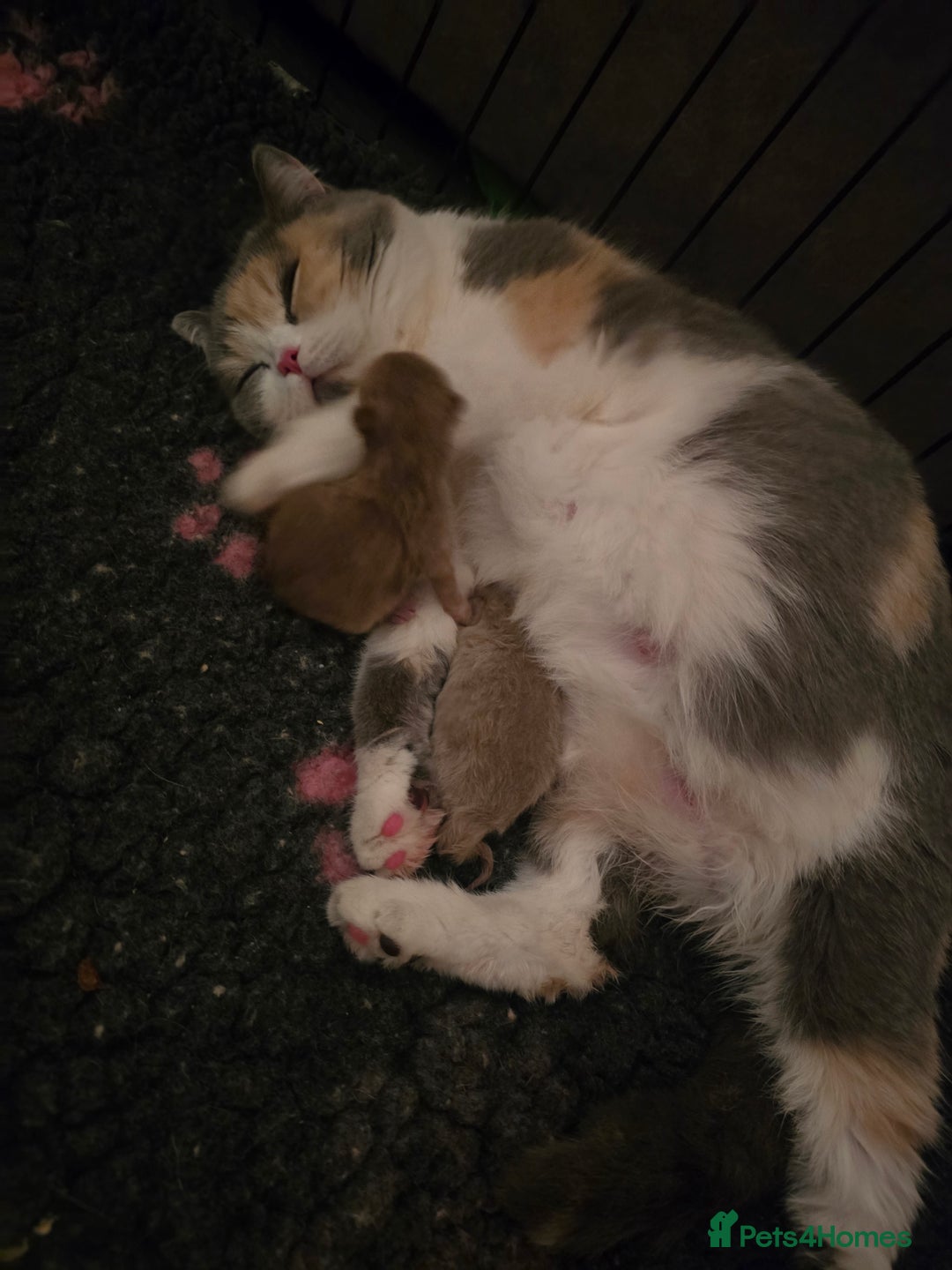 British Shorthair cats for sale: TICA registered British shorthair kittens - Advert 3