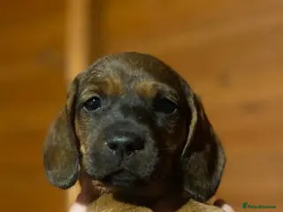 Dachshund dogs For Sale - Advert 3