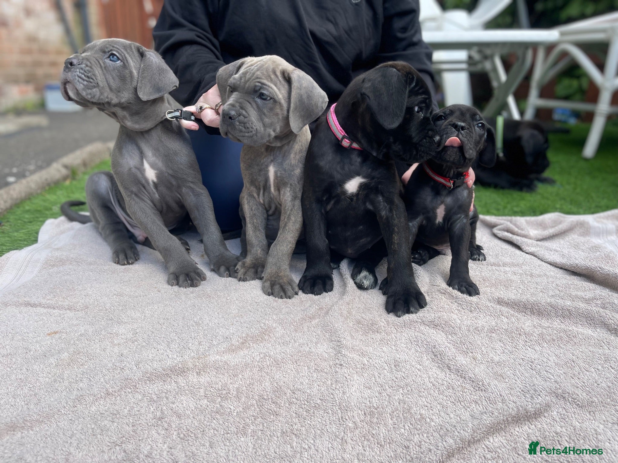 Cane Corso dogs Outstanding ICCF Cane Corso Pups, Family-Guardians - Advert 11