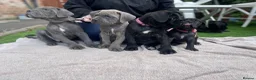 Cane Corso dogs for sale: Outstanding ICCF Cane Corso Pups, Family-Guardians - Advert 3