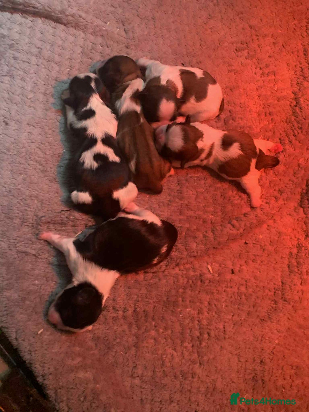 Shih Tzu dogs for sale: Beautiful puppy’s  - Image 2