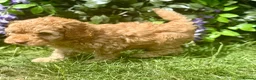 Labradoodle dogs for sale: 🐾 Health Tested F1B Mini Labradoodle Puppies 🐾 - Advert 6