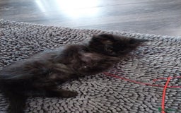 Ragdoll cats for sale: Ragdoll X Maine Coon  - Image 16
