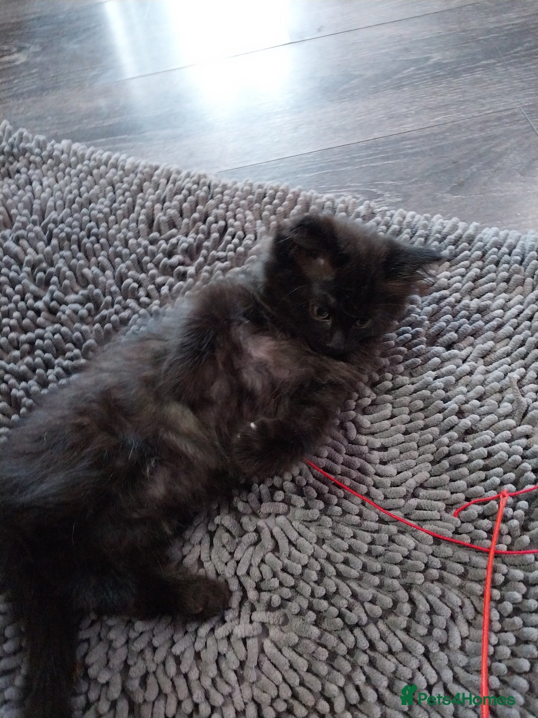 Ragdoll cats for sale: Ragdoll X Maine Coon  - Image 16