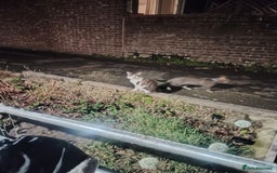 Mixed Breed cats for sale: Noah and Tigs 2 male cats mixed breed moggys - Image 6