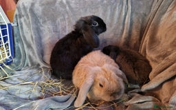 Mini Lop rabbits for sale: Cute Purebred Mini lops-Boys and girls available - Image 4