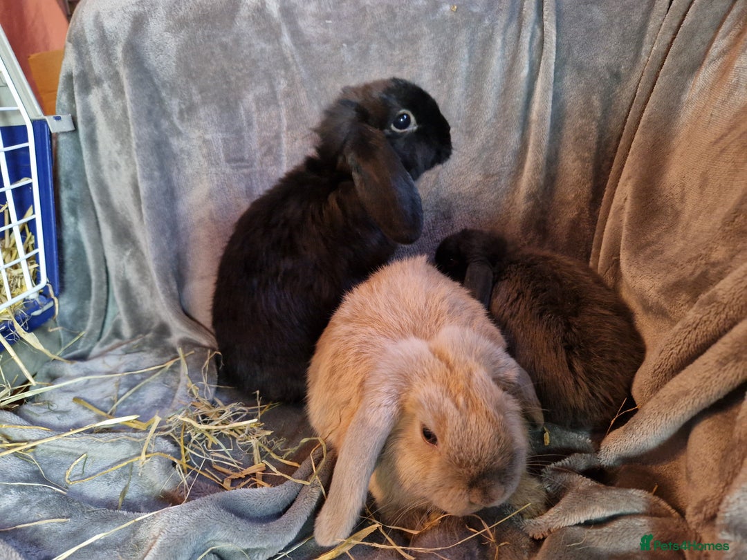 Mini Lop rabbits for sale: Cute Purebred Mini lops-Boys and girls available - Image 4