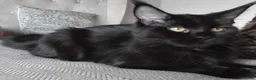 Maine Coon cats for sale: Big size maine coon, black with white in Orpington - Advert 3