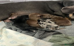 Dachshund dogs for sale: Beautiful miniature dachshund puppies - Image 20