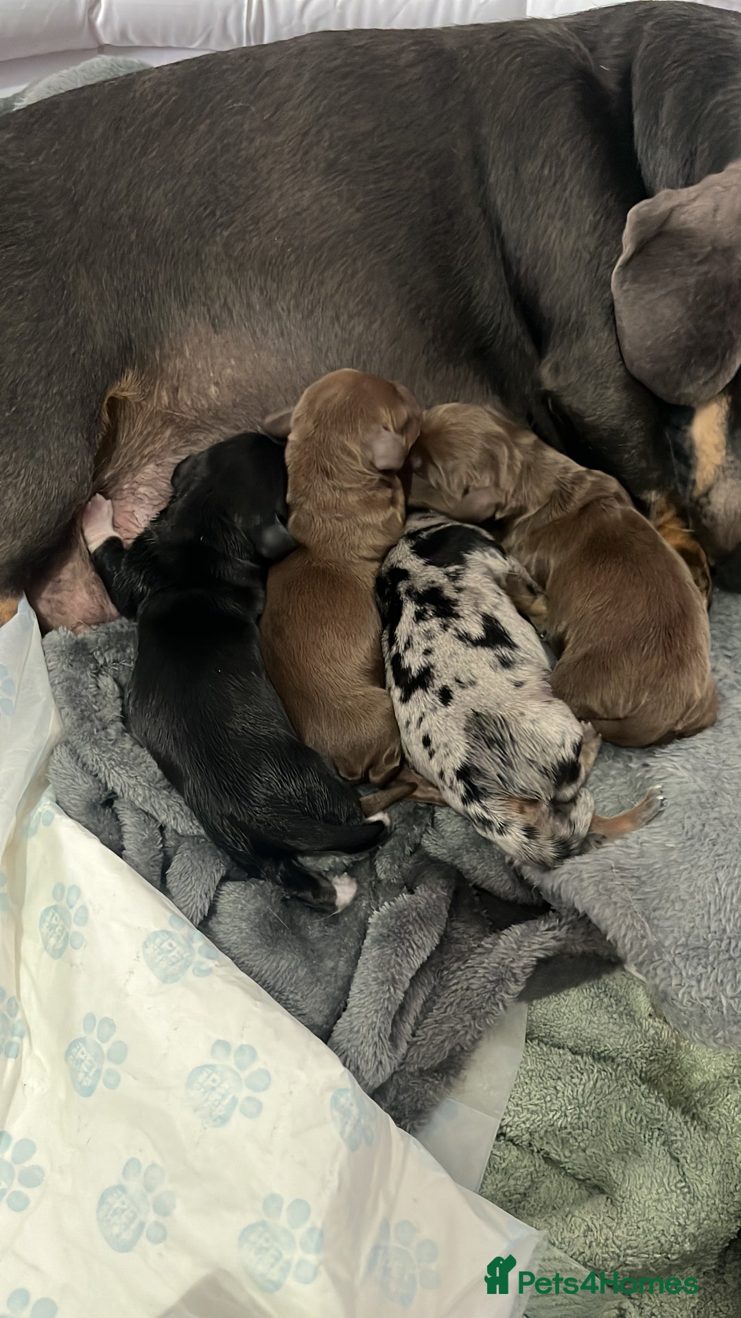 Dachshund dogs for sale: Beautiful miniature dachshund puppies - Image 20