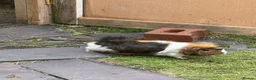 Guinea Pig rodents for sale: Guinea Pigs for Sale. Cheap! - Advert 7