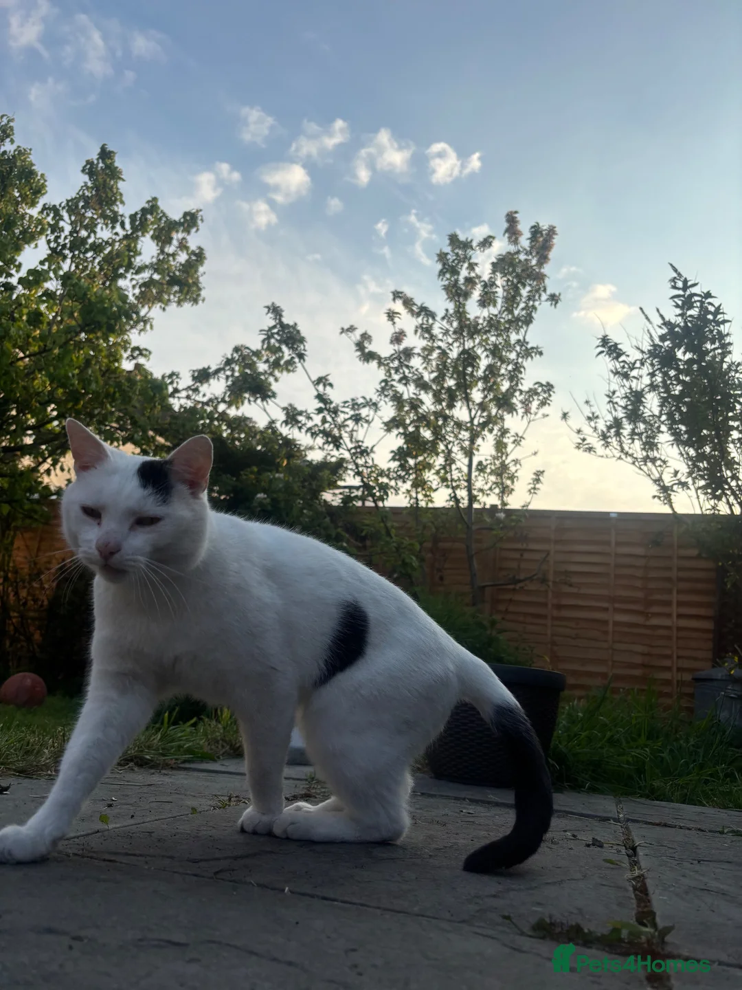 Mixed Breed cats for sale: Male Cat neutered  - Advert 3