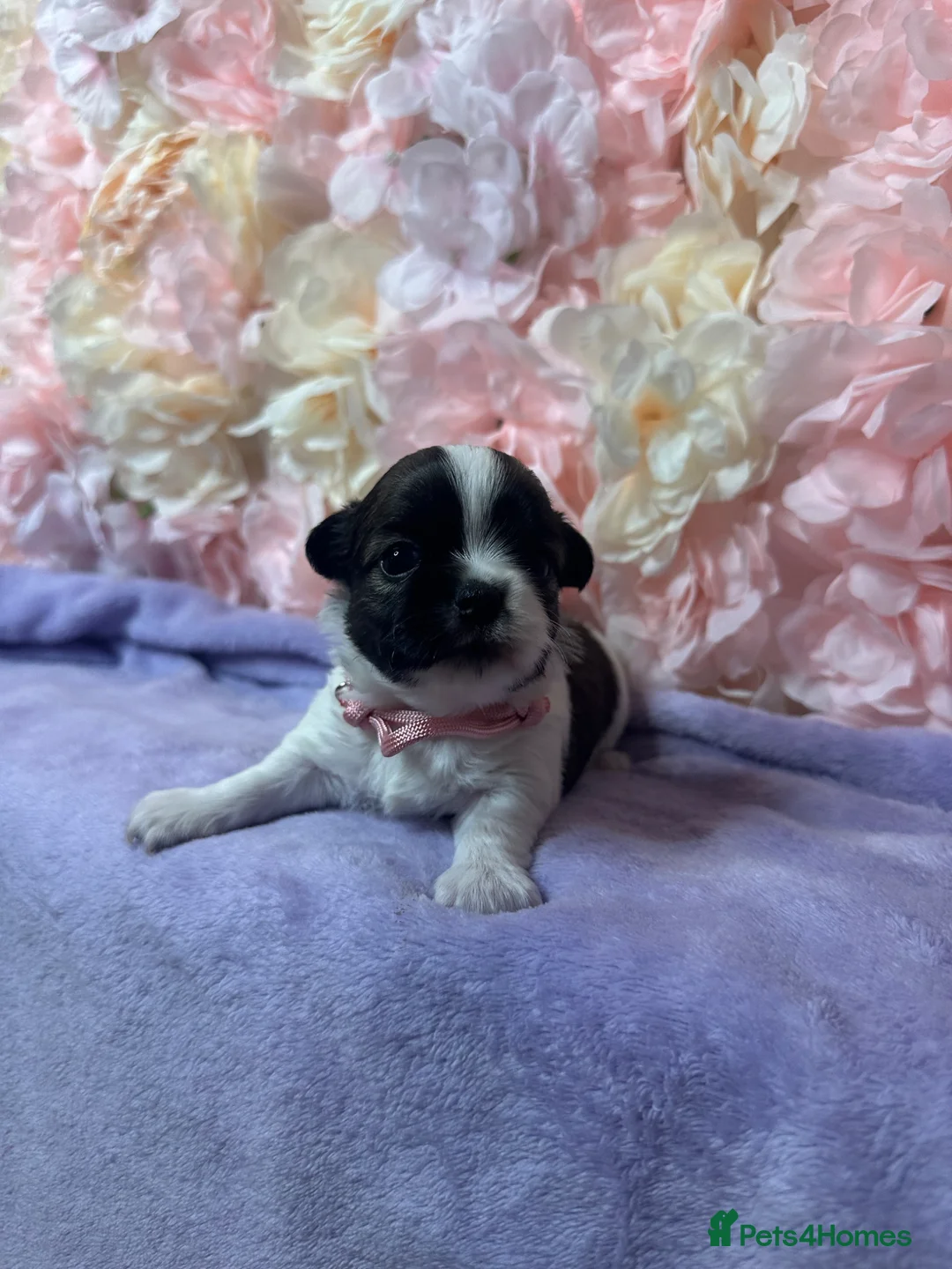 Jack Chi dogs for sale: Jack Chi Puppies – 2 Boys & 1 Girl in Harrow - Advert 2