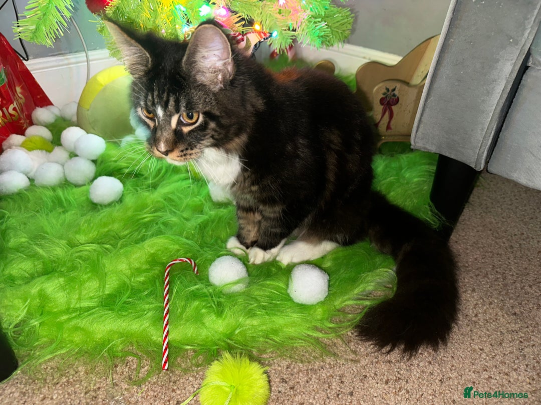 Maine Coon cats for sale: Xl mainecoon kittens dad is Xl very big boy  - Advert 2