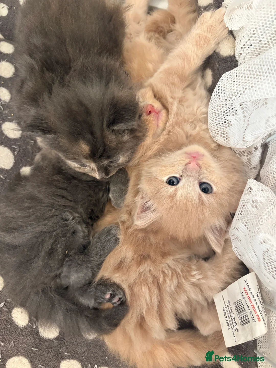 Maine Coon cats for sale: 3/4 MAINE COON KITTENS - Advert 2