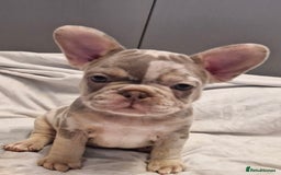 French Bulldog dogs for sale: Last 2 females dwkc frenchies - Image 7