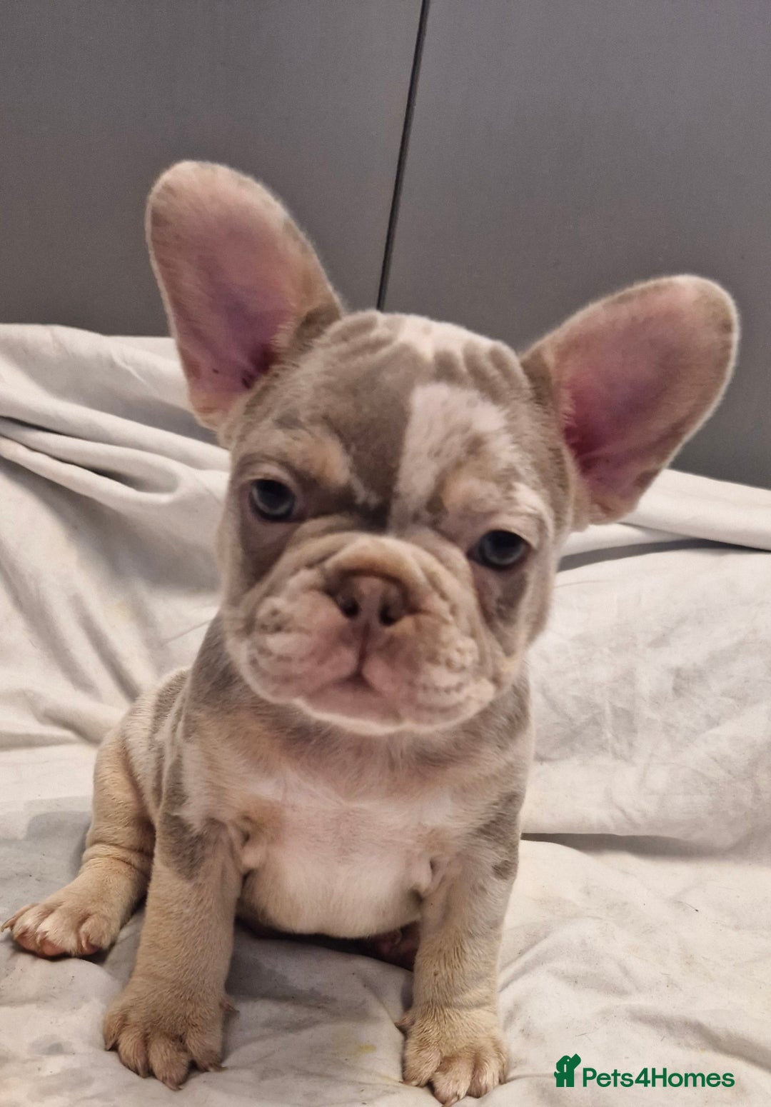 French Bulldog dogs for sale: Last 2 females dwkc frenchies - Image 7