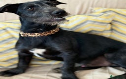 Mixed Breed dogs for adoption: Funny Little Fritz - Image 3