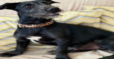 Mixed Breed dogs - Advert 16