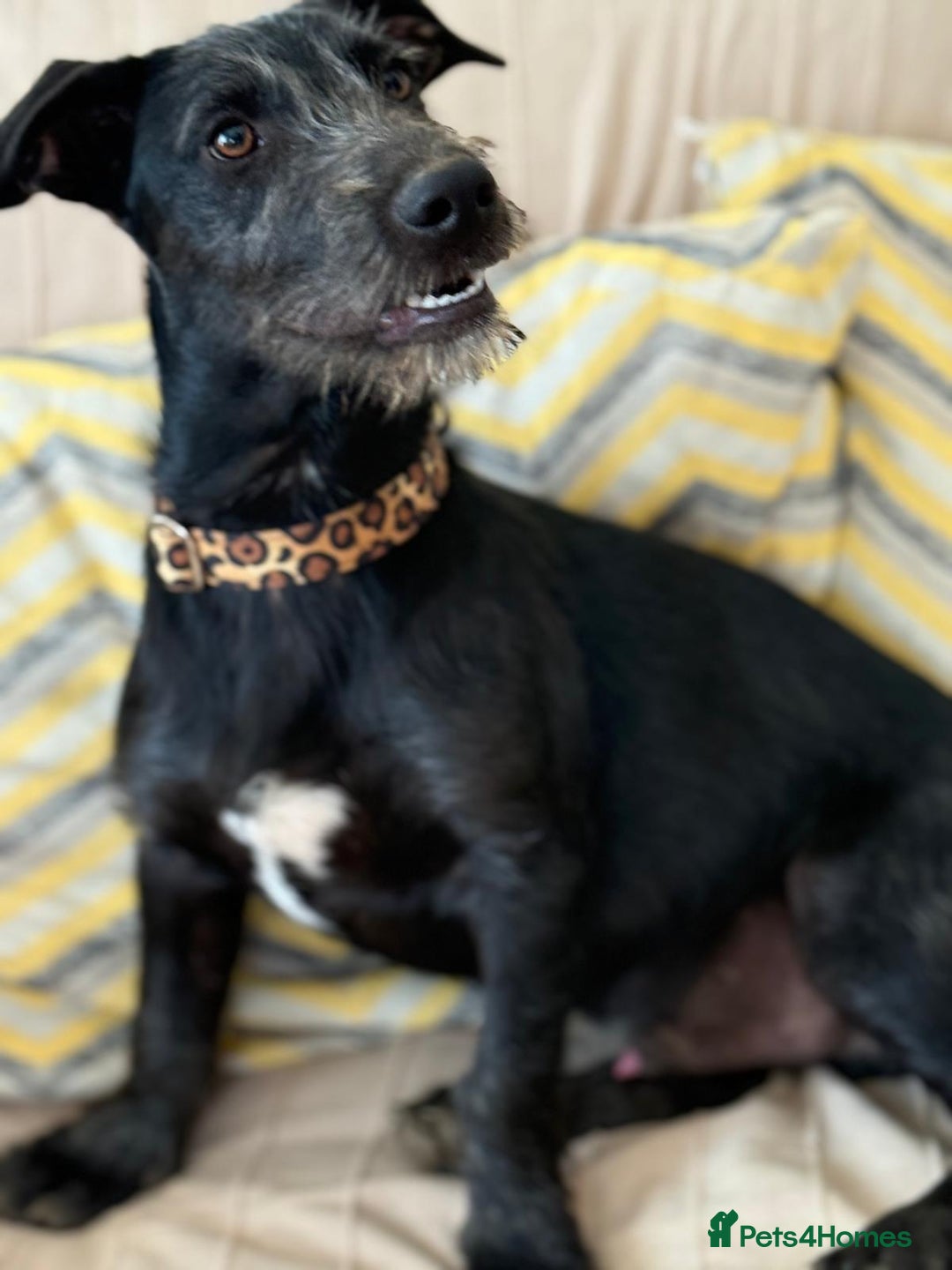 Mixed Breed dogs for adoption: Funny Little Fritz - Image 3