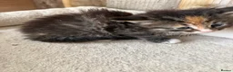 Maine Coon cats for sale: 3 beautiful mainecoon cross girls   - Advert 10