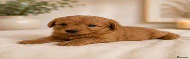 Labradoodle Puppy 7