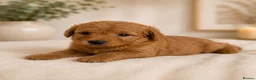 Labradoodle dogs for sale: F1 Miniature Labradoodles  - Advert 9