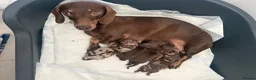 Miniature Dachshund dogs for sale: Tan Miniature dachshunds  - Advert 13