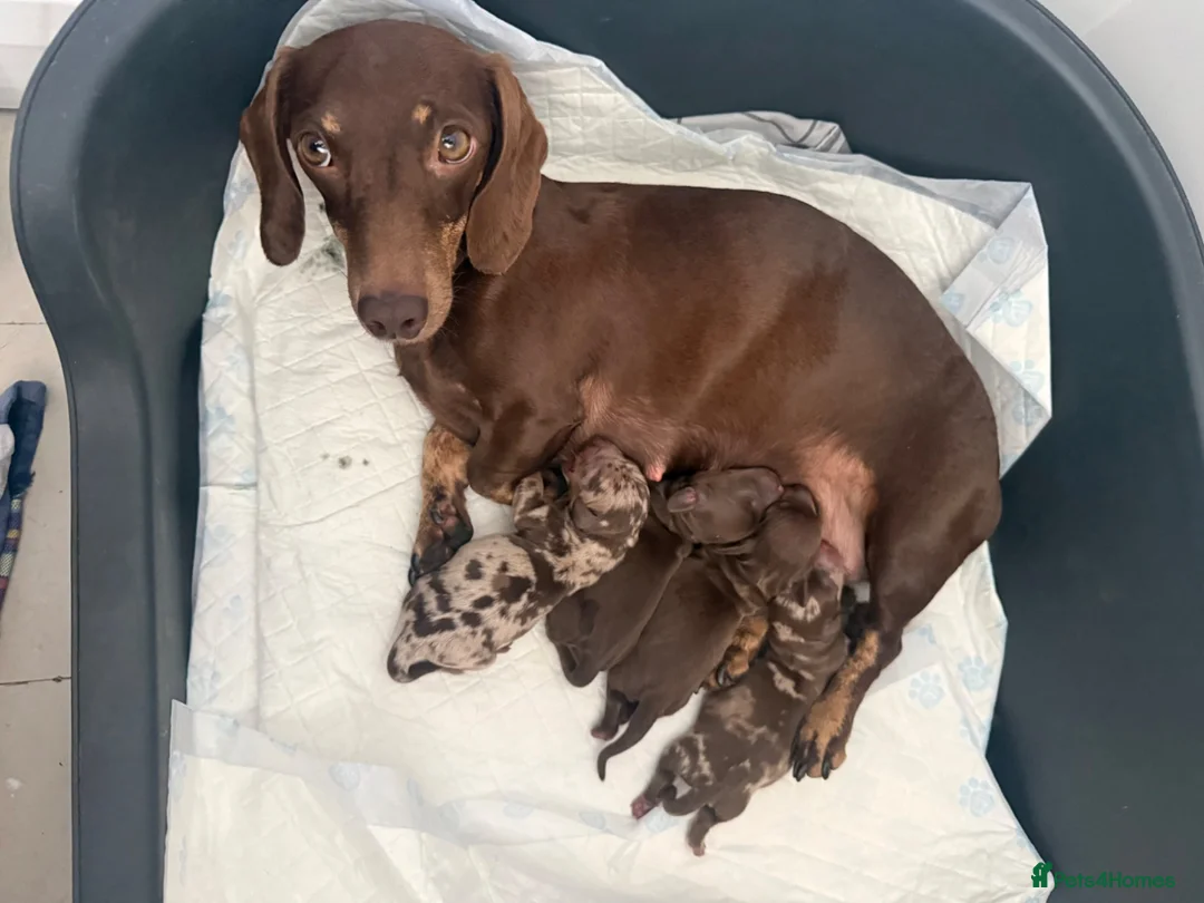Miniature Dachshund dogs for sale: Tan Miniature dachshunds  - Advert 13