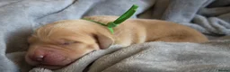 Goldador dogs for sale: Beautiful Goldador Puppies - Advert 32