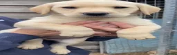 Labrador Retriever dogs for sale: For sale gorgeous labrador pup - Advert 2