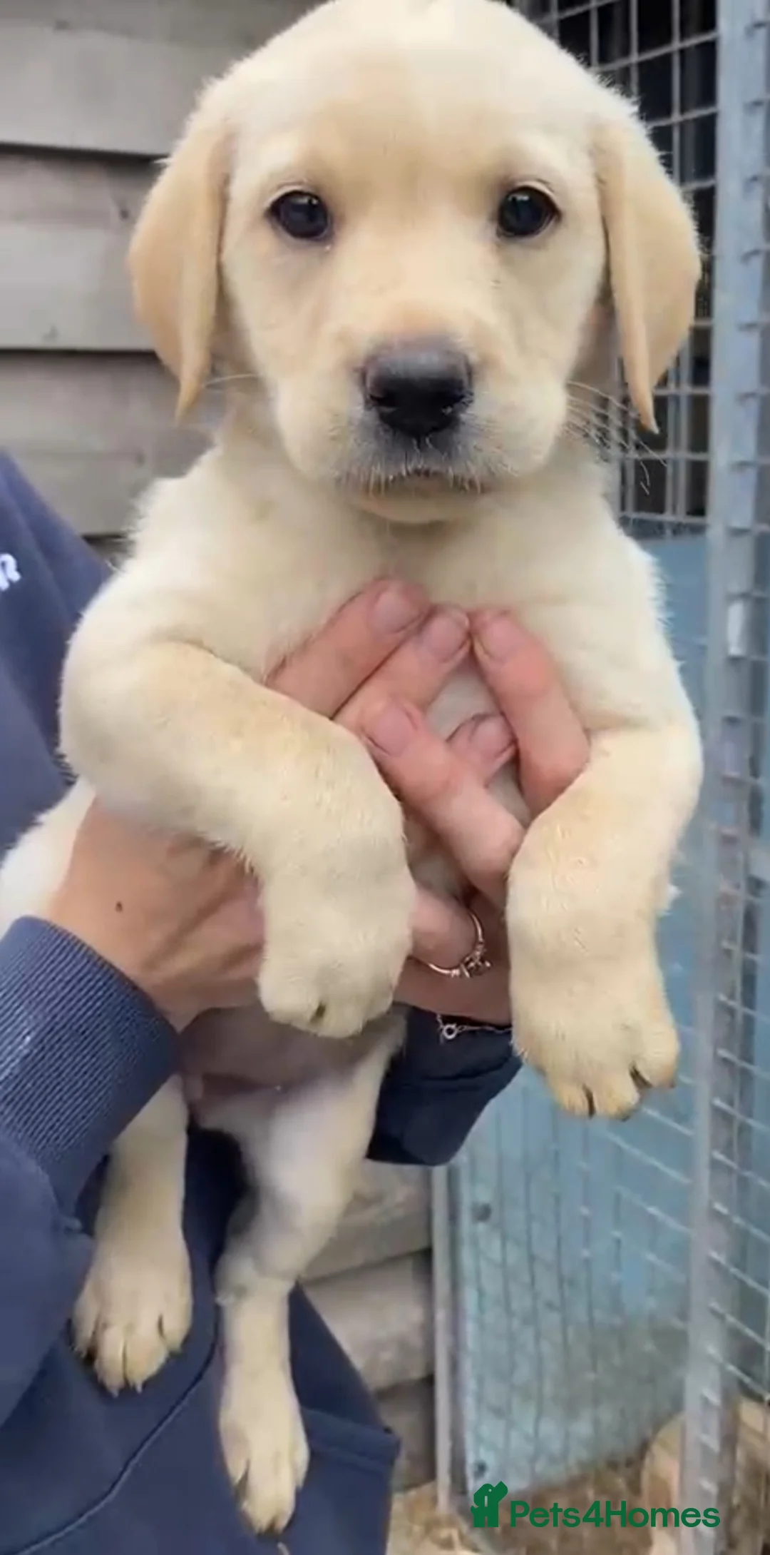 Labrador Retriever dogs for sale: For sale gorgeous labrador pup - Advert 2