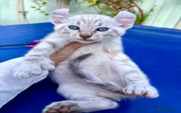 Bengal cats for sale: Gob smacking rare kittens  - Image 5