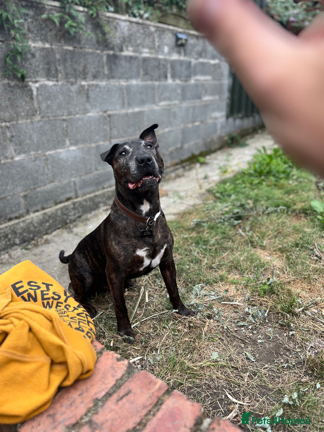 Mixed Breed dogs for sale: Home needed asap. Murphy ,8 year old - Image 1