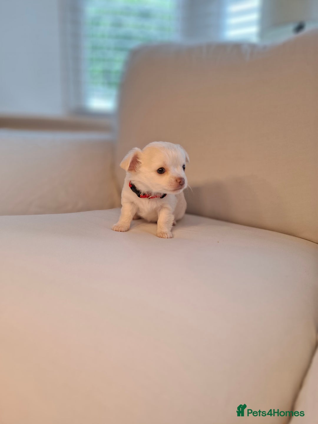 Chihuahua dogs for sale: Chihuahua puppies for sale - Image 14