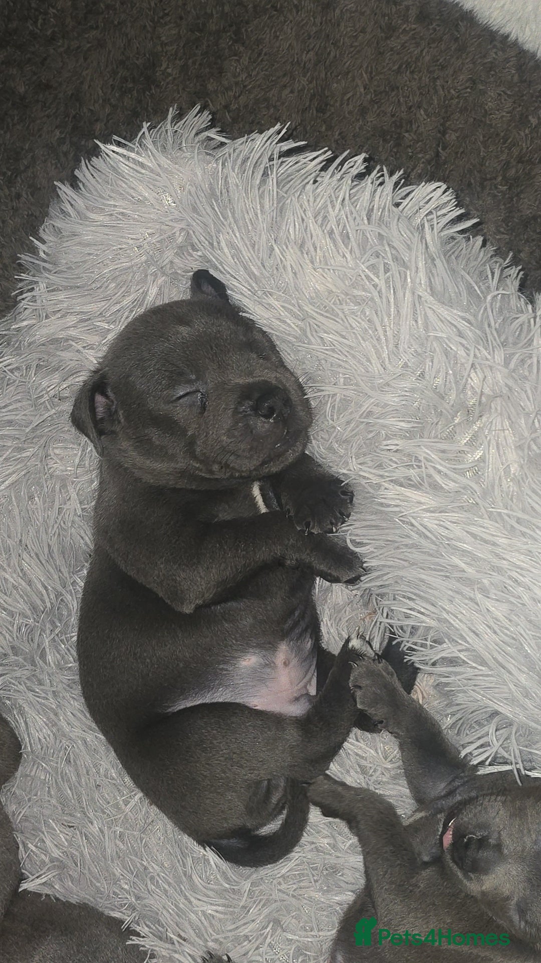 Staffordshire Bull Terrier dogs for sale: Staffordshire bull terrier  - Advert 30