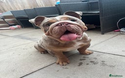 English Bulldog dogs for stud: Up for stud £200  - Advert 2