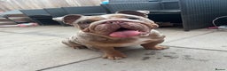 English Bulldog dogs for stud: Up for stud £200  - Advert 2