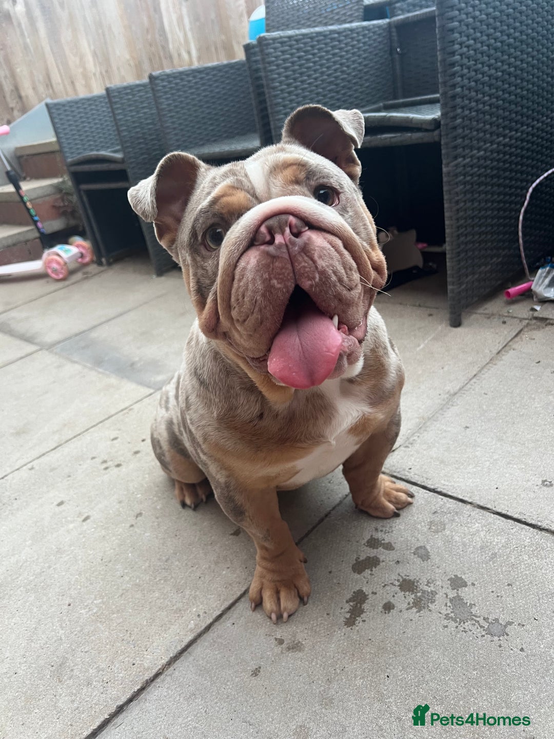 English Bulldog dogs for stud: Up for stud £200  - Advert 2