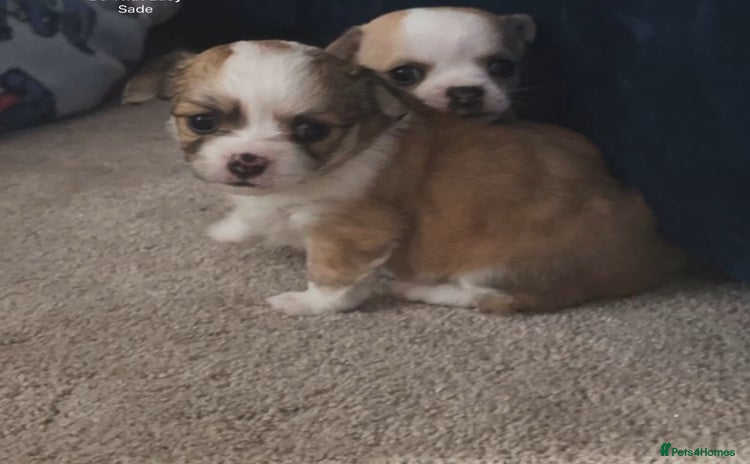 Chihuahua dogs 2 beautiful chihuahua girls for sale! - Advert 13