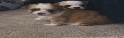 Chihuahua dogs for sale: Beautiful chihuahua girls for sale! - Advert 3