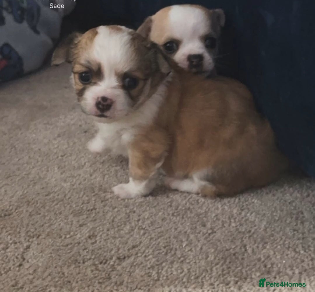 Chihuahua dogs for sale: Beautiful chihuahua girls for sale! - Advert 3