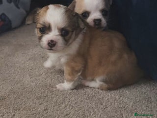 Chihuahua dogs 2 beautiful chihuahua girls for sale! - Advert 8